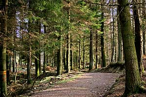 The woodland path along Callander Moraine.