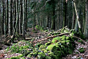 Moss-covered drystane wall curving along Callander Moraine.