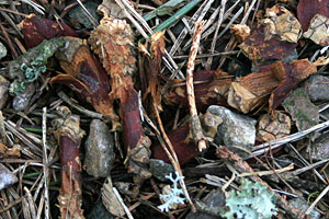 Remains of pine cones eaten by red squirrels.
