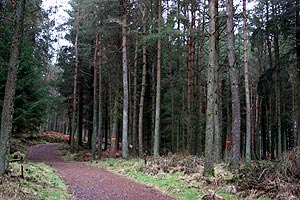 Scots Pine trees, the red squirrels' habitat.